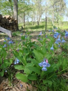Bluebells in the woods