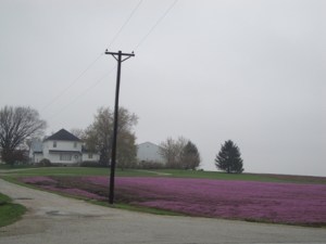 purple flowers small 4 purple flowers