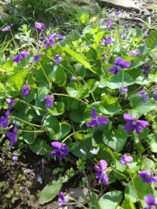 Wild violets in spring