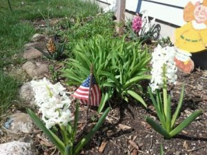 hyacinths hyacinths