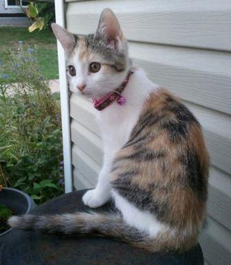 Zelda the cat likes to chase me through the house A picture of my kitten, Zelda