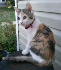 Zelda the cat likes to chase me through the house A picture of my kitten, Zelda