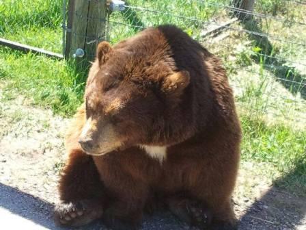 Bear Country USA