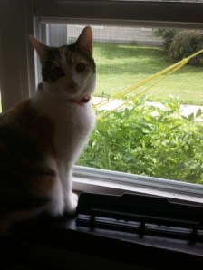 kitty