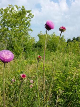 thistles in bloom