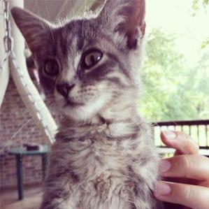 my new kitten lulu la gata