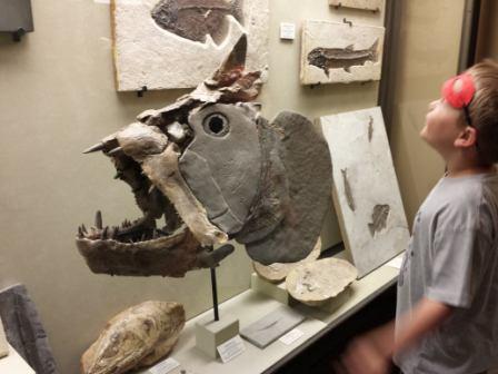 Fossils at the UW Geology Museum in Madison WI