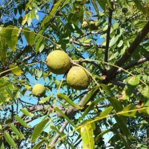 black walnut tree