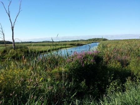 purple flowers at Horicon Marsh
