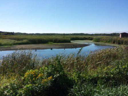 Wild geese stopping by Horicon Marsh on their way up north