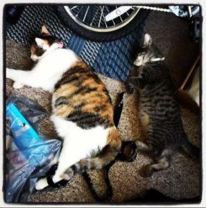 picture of sleeping cats