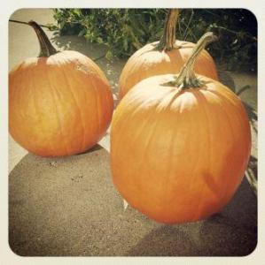 Pretty pumkins, pre carving