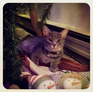 My cat making merry in the christmas tree