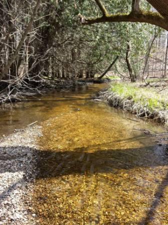 The creek stones glitter like precious topaz stones as the water glides by.