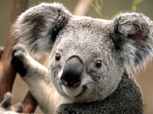 adorable koala