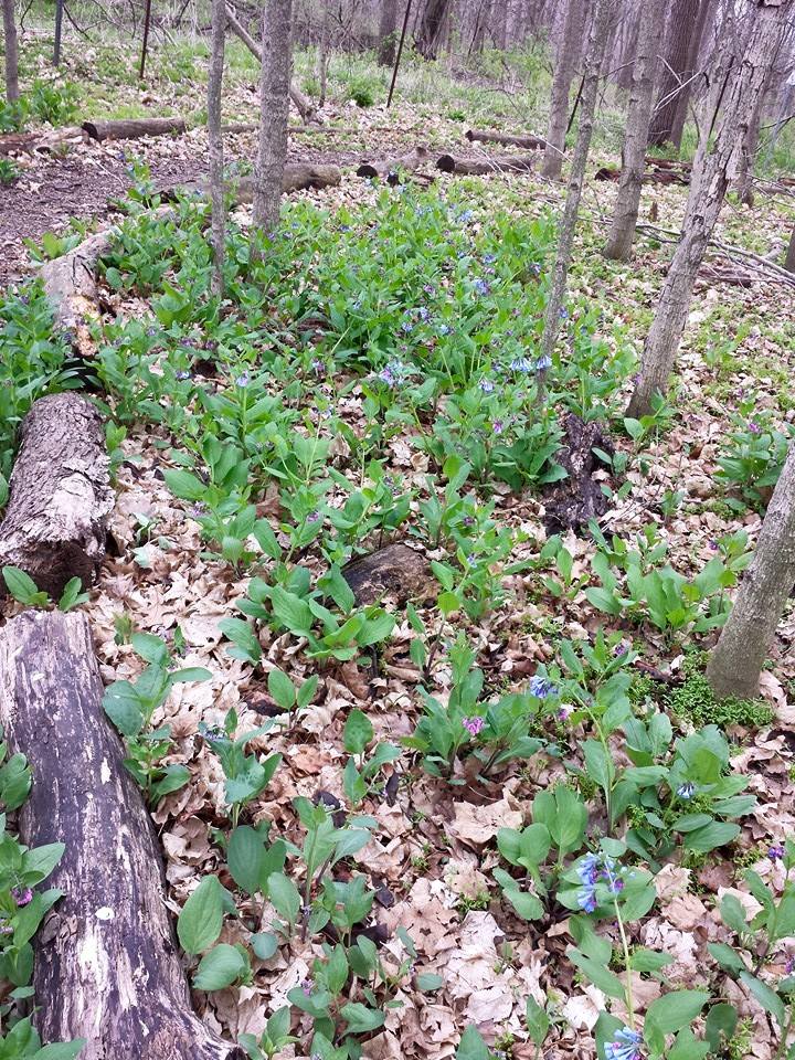 bluebells in the woods