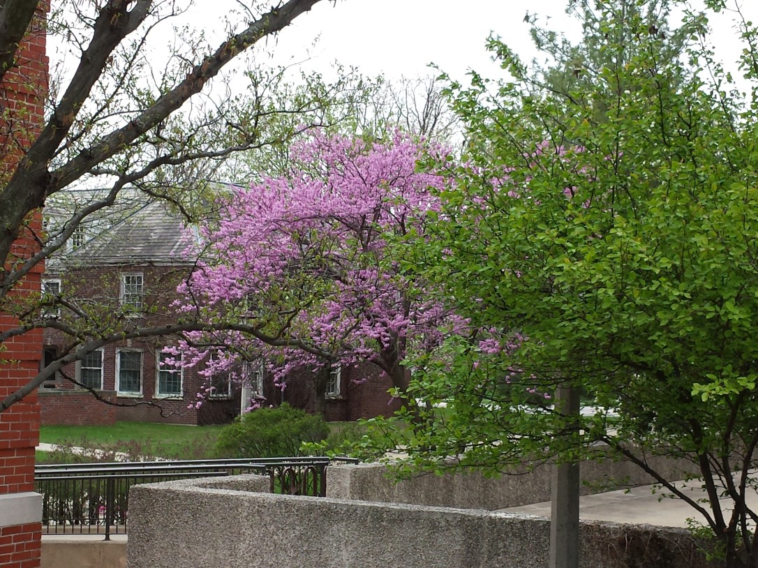 redbud tree