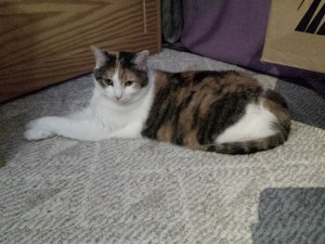 my cat Zelda