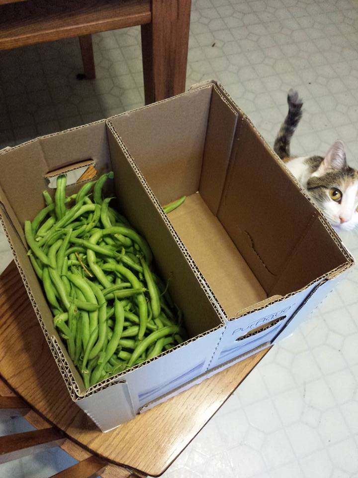 cat looking into a box of green beans