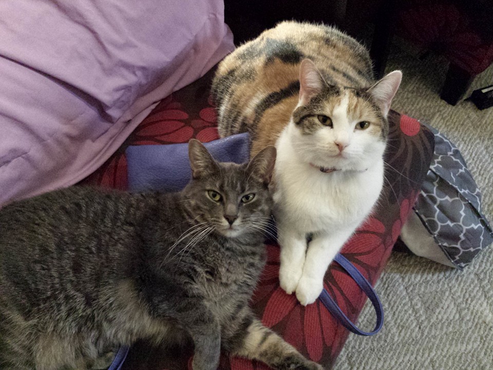 my cats