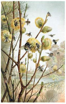 bees in spring illustration